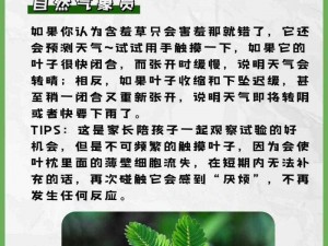 含羞草为什么觉得羞愧、含羞草为什么总是害羞？