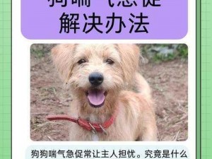 狗狗射速好烫_为什么狗狗射速好烫？