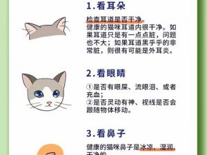 全方位指南：放克猫咪智能安装教程与配置说明手册