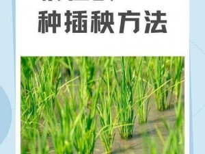 夫妻插秧法图片大全、插秧技巧：夫妻插秧法图片大全