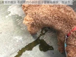 毛茸茸的撤尿 毛茸茸的小狗在院子里随地撤尿，我该怎么办？