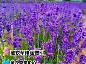 薰衣草研究所官网入口地址 薰衣草研究所官网入口地址是什么？