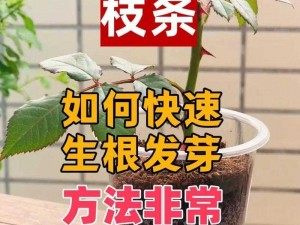 扦插过程视频-如何进行植物扦插？看这个完整的扦插过程视频就知道了