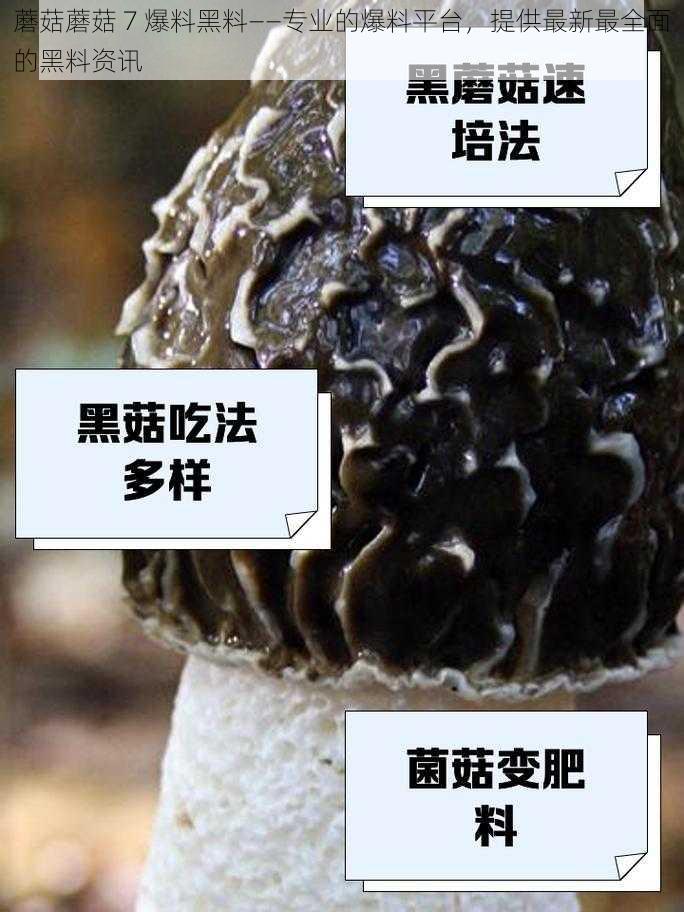 蘑菇蘑菇 7 爆料黑料——专业的爆料平台，提供最新最全面的黑料资讯