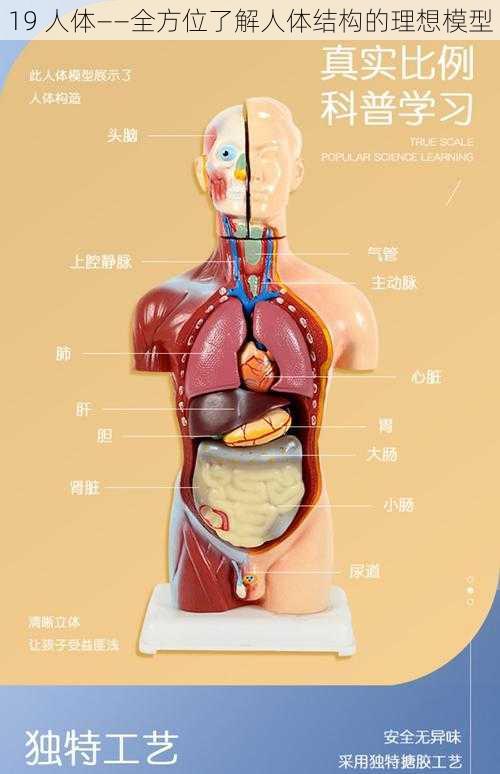 19 人体——全方位了解人体结构的理想模型