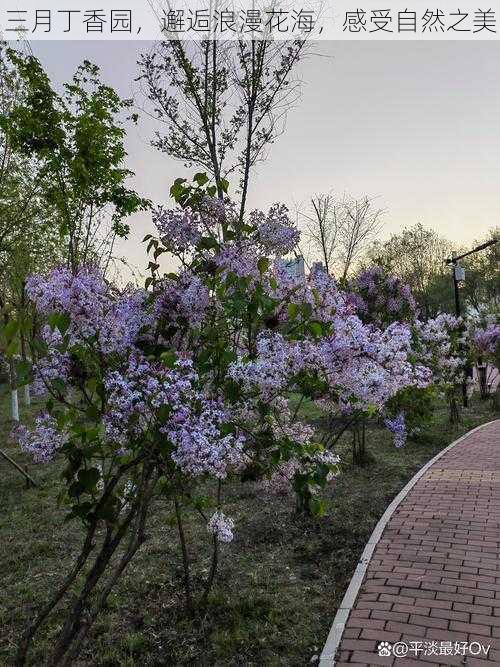 三月丁香园，邂逅浪漫花海，感受自然之美