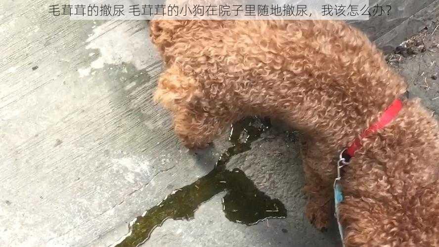 毛茸茸的撤尿 毛茸茸的小狗在院子里随地撤尿，我该怎么办？