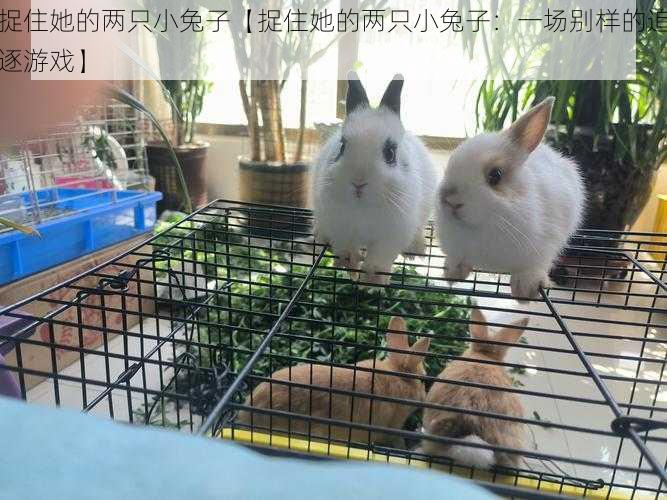 捉住她的两只小兔子【捉住她的两只小兔子：一场别样的追逐游戏】