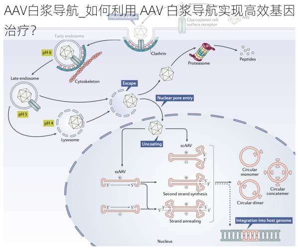 AAV白浆导航_如何利用 AAV 白浆导航实现高效基因治疗？