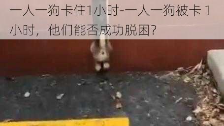 一人一狗卡住1小时-一人一狗被卡 1 小时，他们能否成功脱困？