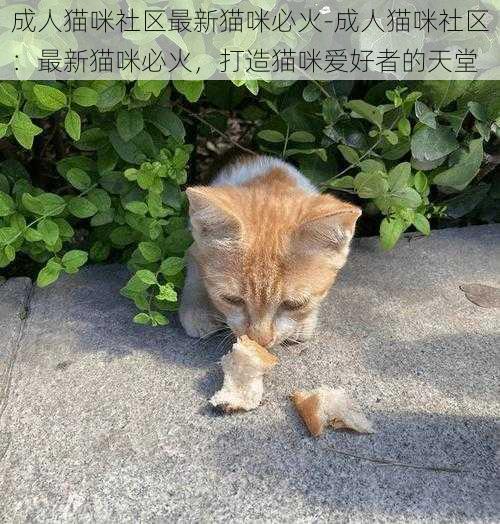 成人猫咪社区最新猫咪必火-成人猫咪社区：最新猫咪必火，打造猫咪爱好者的天堂