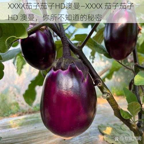 XXXX茄子茄子HD澳曼—XXXX 茄子茄子 HD 澳曼，你所不知道的秘密