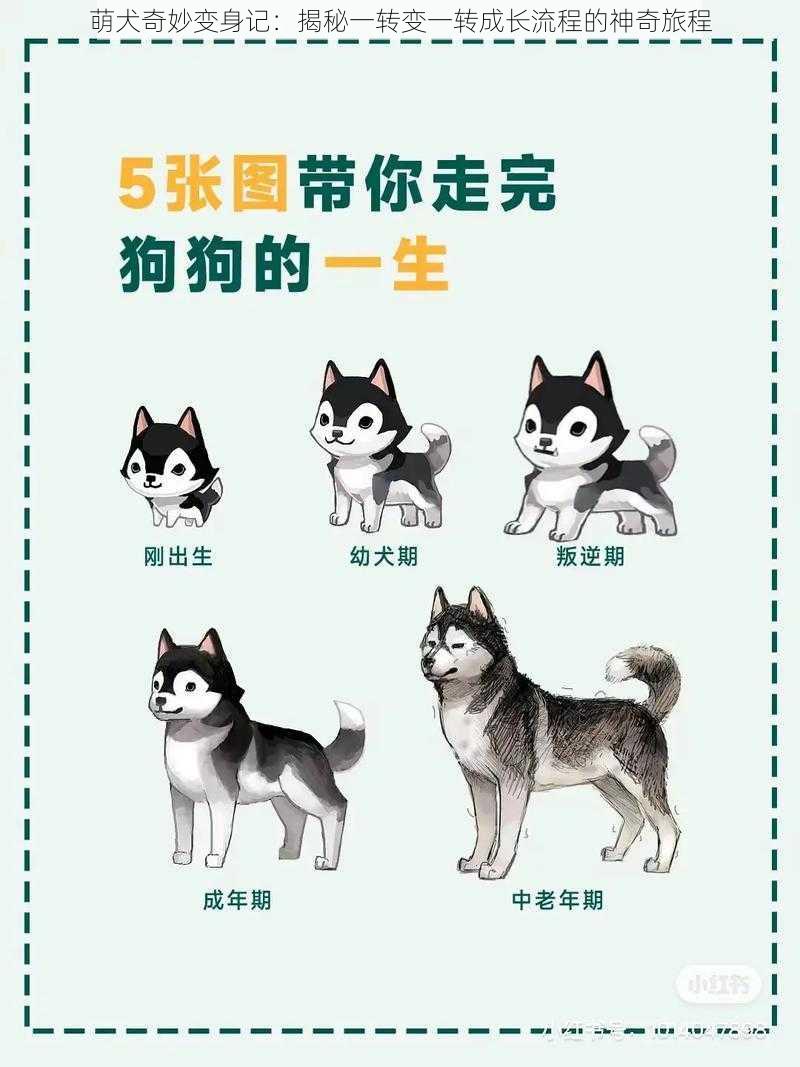 萌犬奇妙变身记：揭秘一转变一转成长流程的神奇旅程