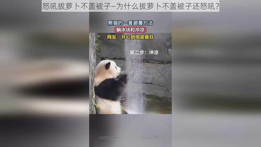 怒吼拔萝卜不盖被子—为什么拔萝卜不盖被子还怒吼？